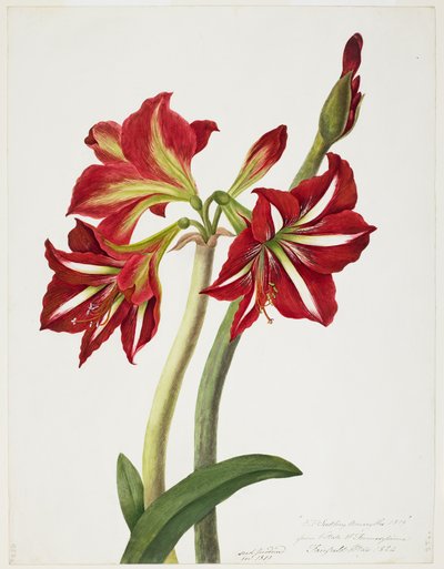 E.F. Sämling Amaryllis, Mai 1824 von Priscilla Susan Bury